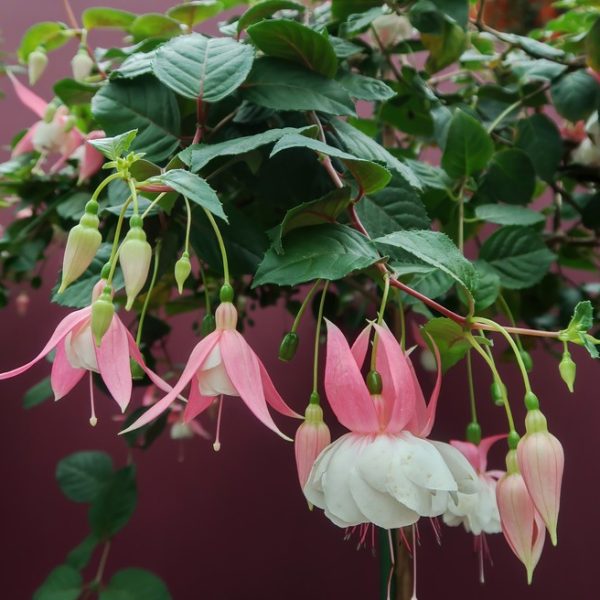 In a 6" pot, the Fuchsia 'Annabel' displays pink and white flowers gracefully hanging from its leafy plant against a muted background.