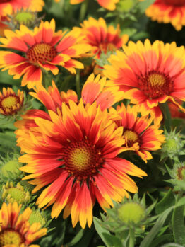 A vibrant cluster of Gaillardia 'Blazing Sun' in an 8" pot showcases a stunning mix of bright orange and red hues, nestled amidst lush green foliage.