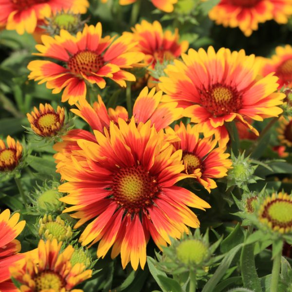A vibrant cluster of Gaillardia 'Blazing Sun' in an 8" pot showcases a stunning mix of bright orange and red hues, nestled amidst lush green foliage.