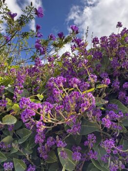 A dense wall of purple flowering vines and green leaves, accented by Leptospermum 'Pink Cascade' Tea Tree, thrives under a bright blue sky with scattered white clouds.