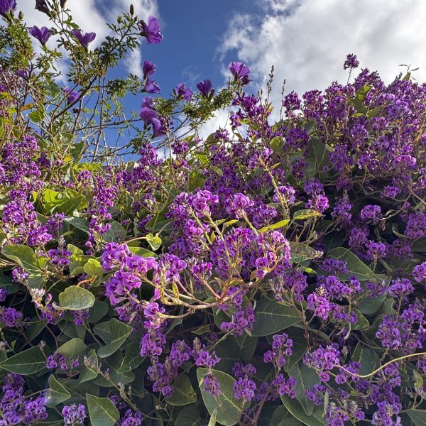 A dense wall of purple flowering vines and green leaves, accented by Leptospermum 'Pink Cascade' Tea Tree, thrives under a bright blue sky with scattered white clouds.