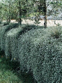 A row of dense hedges with small white flowers is lined with young fruit trees, adding a touch of orchard charm beside the grassy area.