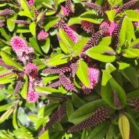 The Hebe 'Timaru' Kiwi Hebe® in a 6" pot showcases a cluster of green leaves and vibrant pink flowers, creating an enchanting garden display.