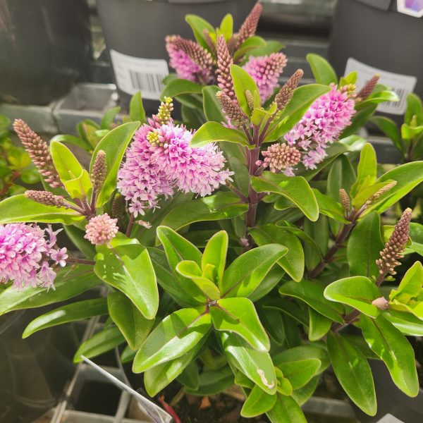 This close-up captures the vibrant Hebe 'Timaru' Kiwi Hebe® with lush green leaves and clusters of small pink flowers arranged in a 6" pot, adding elegance to any space.