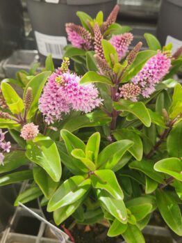 This close-up captures the vibrant Hebe 'Timaru' Kiwi Hebe® with lush green leaves and clusters of small pink flowers arranged in a 6" pot, adding elegance to any space.
