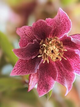 A close-up of Helleborus 'Winter Ballet Karli' in a 6" pot, highlighting its pink and maroon petals with a vibrant yellow center. The delicate bloom is surrounded by softly blurred green leaves and stems.