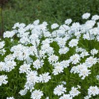 A field of white flowers with green foliage, filling the image.