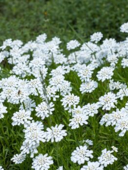 A field of white flowers with green foliage, filling the image.