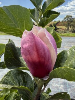 A close-up of a Magnolia 'Ruby' bud, featuring ruby pink and white tones, supported by large green leaves against a cloud-dotted blue sky.