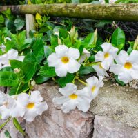 Mandevilla 'Summerstar™ Red' with white flowers, yellow centers, and green leaves flourishes along a stone wall bordered by a wooden railing, setting a serene scene for an Aloha-inspired garden romance.