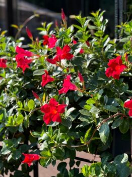 The Mandevilla 'Aloha Royal Red Romance' in a 6" pot showcases vibrant red flowers with lush green foliage, set in a sunlit outdoor scene against a dark background.