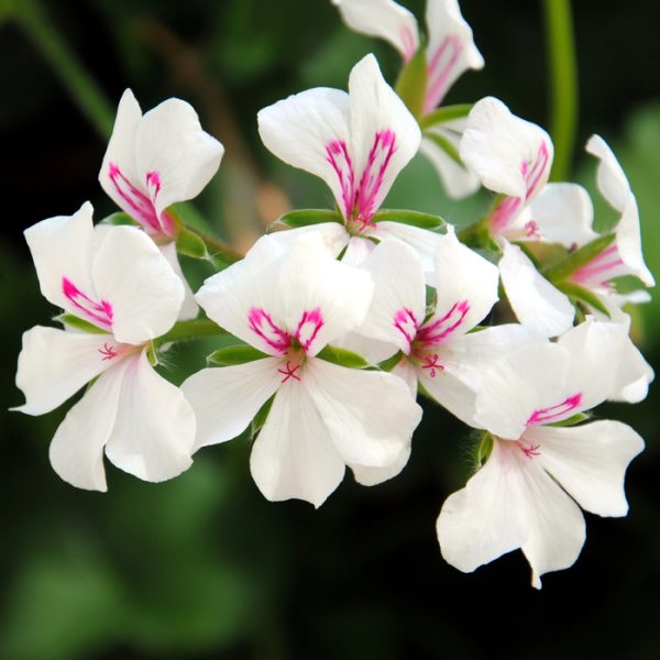 Close-up of Pelargonium 'Red' Ivy Geranium in a 4" pot, highlighting white flowers with pink centers amid dark green leaves. Ideal for enhancing any indoor or outdoor area.