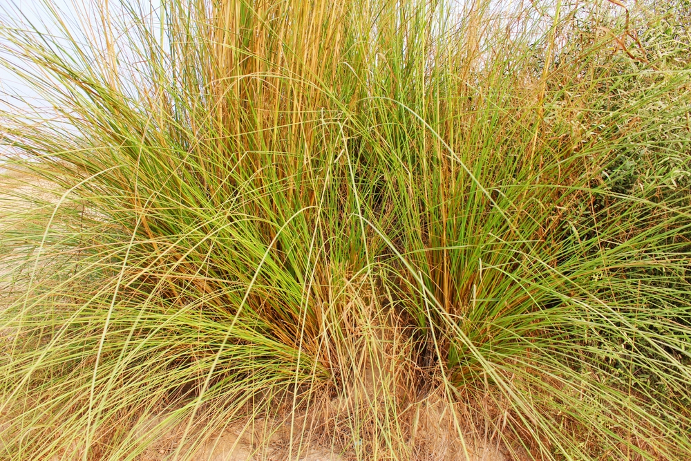 A dense cluster of Poa 'Sword' Tussock Grass from a 3" pot, featuring tall, thin blades of green and brown, grows closely together in a natural setting.