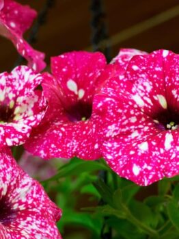Close-up of vibrant Petunia 'Midnight Gold' blooms in a 6" pot, featuring pink and white speckles against lush green leaves.