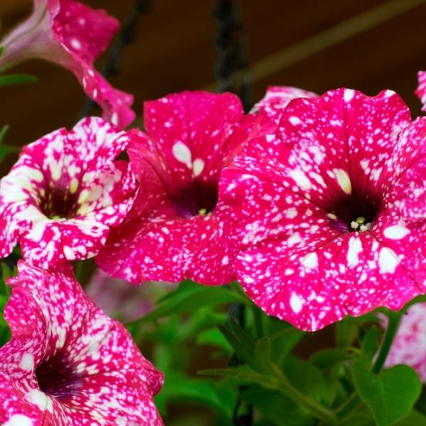 Close-up of vibrant Petunia 'Midnight Gold' blooms in a 6" pot, featuring pink and white speckles against lush green leaves.
