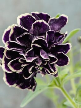 Close-up of a dark purple Petunia Tri-Colour 10" (Hanging Baskets) flower with white edges, set against a blurred background.