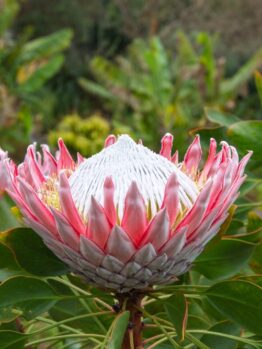 Close-up of a Protea 'King Pink' from a 6" pot, featuring pink petals with a white center, surrounded by green leaves against a blurred natural background.