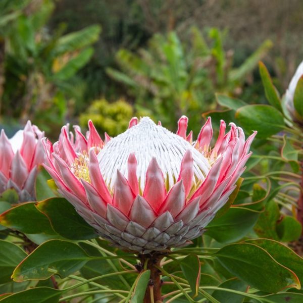 Close-up of a Protea 'King Pink' from a 6" pot, featuring pink petals with a white center, surrounded by green leaves against a blurred natural background.