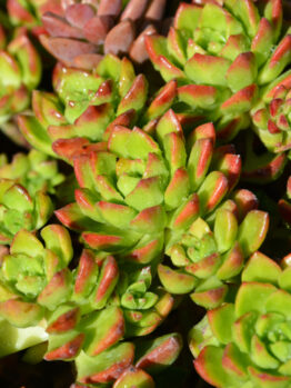 A close-up of vibrant green succulents with red tips, featuring the striking Echeveria 'Black Prince' Succulent in a 4" pot, bathed in sunlight.