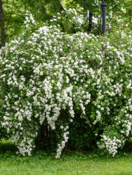 A Spiraea 'Snowmound' May Bush 8" Pot, named for its dense clusters of small white flowers, thrives in the lush green park setting.