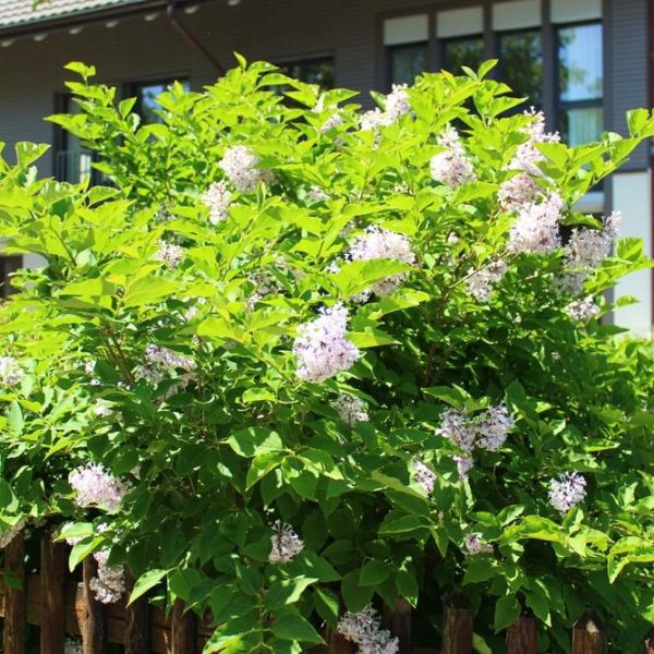 A Syringa 'Miss Kim' Lilac in a 10" pot with blooming light purple flowers adorns the front of a house, nestled next to a charming wooden fence.