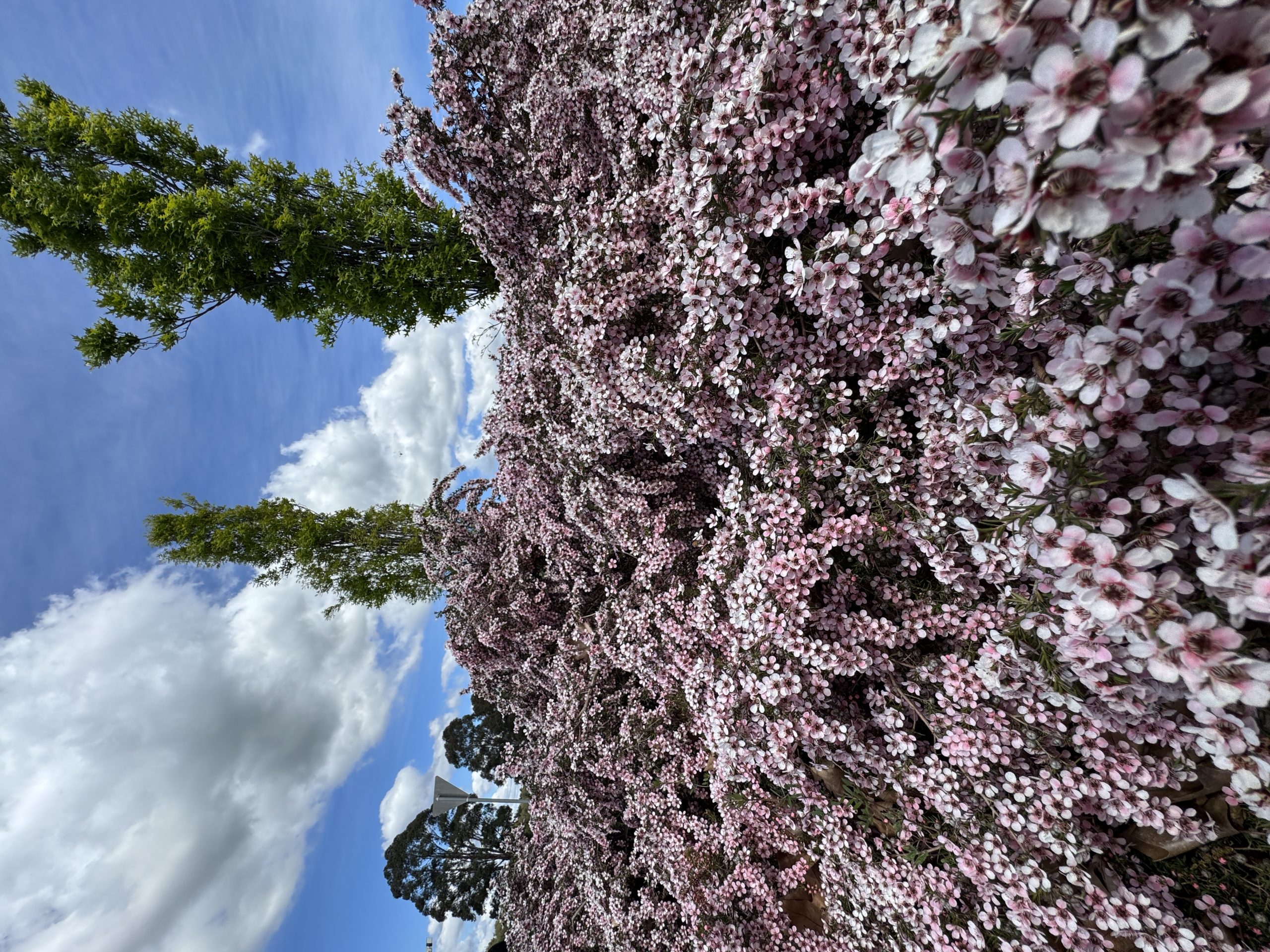 Leptospermum 'Pink Cascade' Tea Tree bushes display dense clusters of small pink flowers beneath a cloudy blue sky, with tall green trees rising in the background.