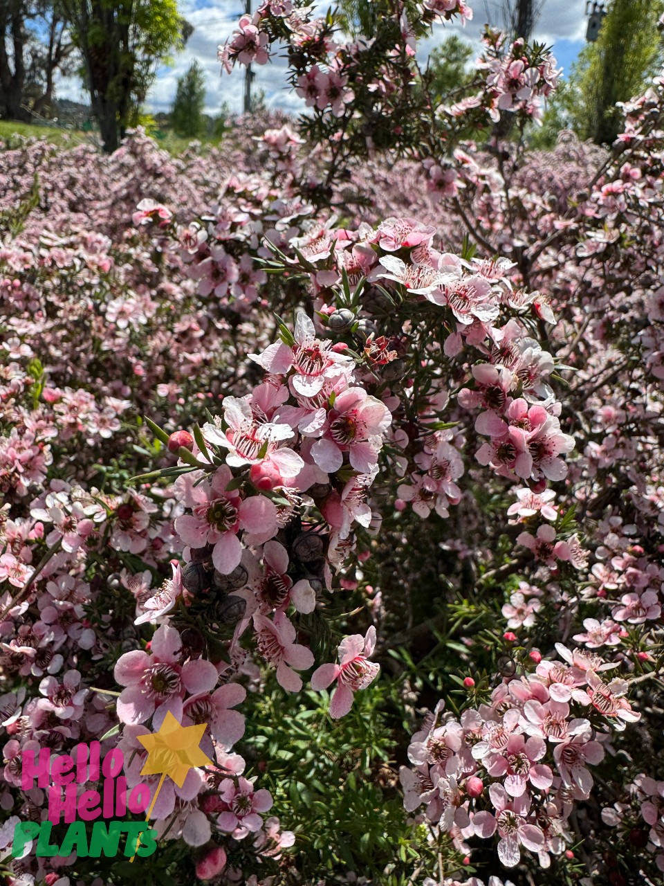 Leptospermum 'Pink Cascade' Tea Tree features dense foliage and masses of small pink five-petalled flowers in bloom outdoors. "Hello Hello Plants" logo appears in the lower left corner.
