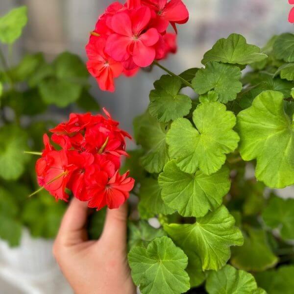 A hand holds a cluster of Pelargonium 'Red' Ivy Geranium flowers in a 10cm pot among green leaves, with another Ivy Geranium plant visible in the background.
