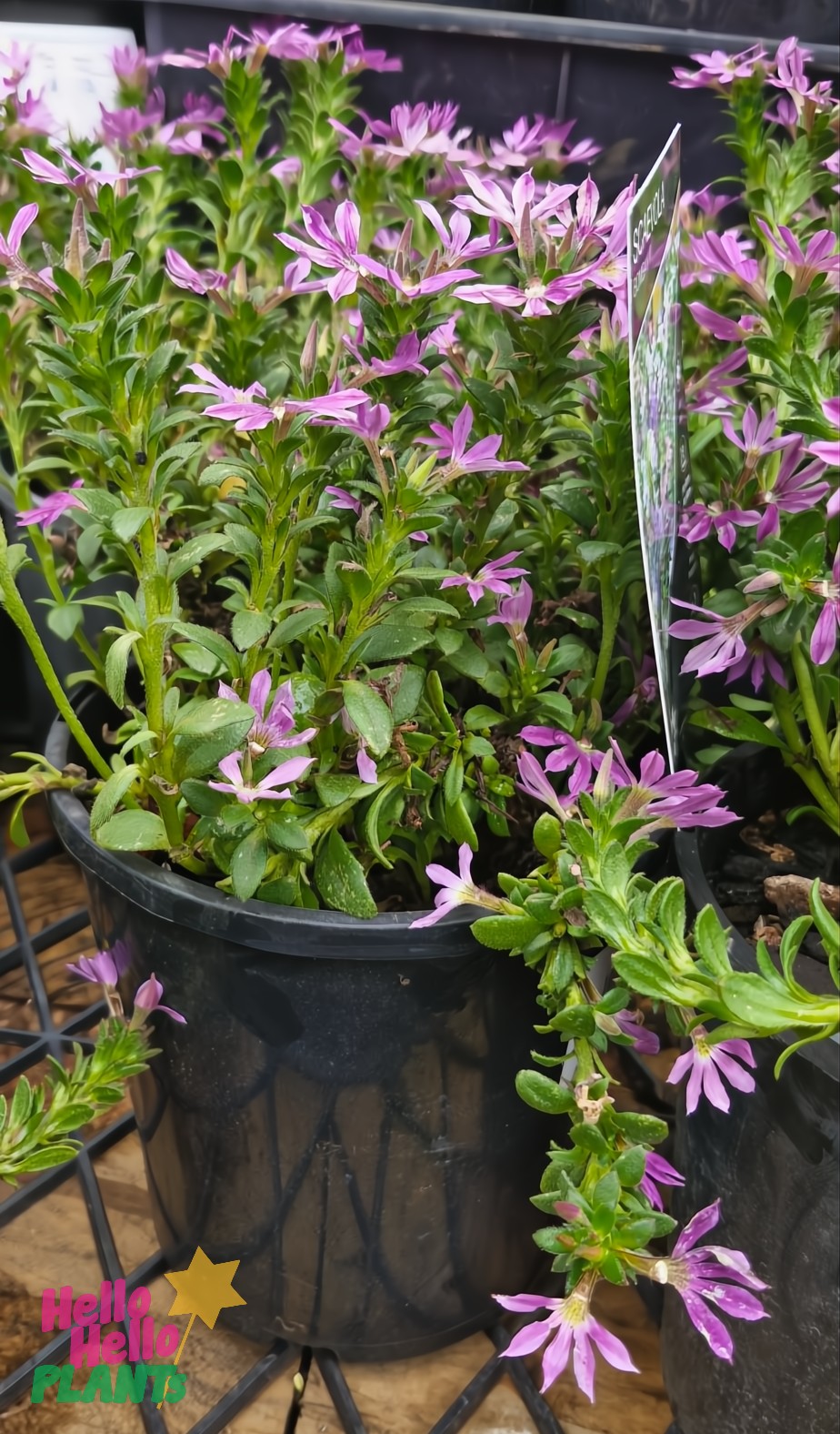 Scaevola 'Bombay Dark Blue' 6" pots, featuring green leaves and small purple flowers, sit elegantly on a metal grid surface.