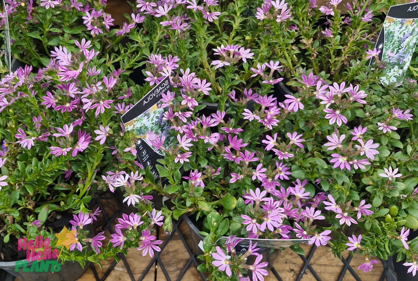 A 6" pot of Scaevola 'Bombay Dark Blue' boasts vibrant purple flowers and lush green leaves on a grid-patterned table, each plant meticulously labeled.