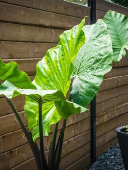 The large, green leaves of the 'Alocasia Dark Star' in a 7" pot boast intricate patterns like dragon scales, elegantly enhancing the space before a wooden fence.