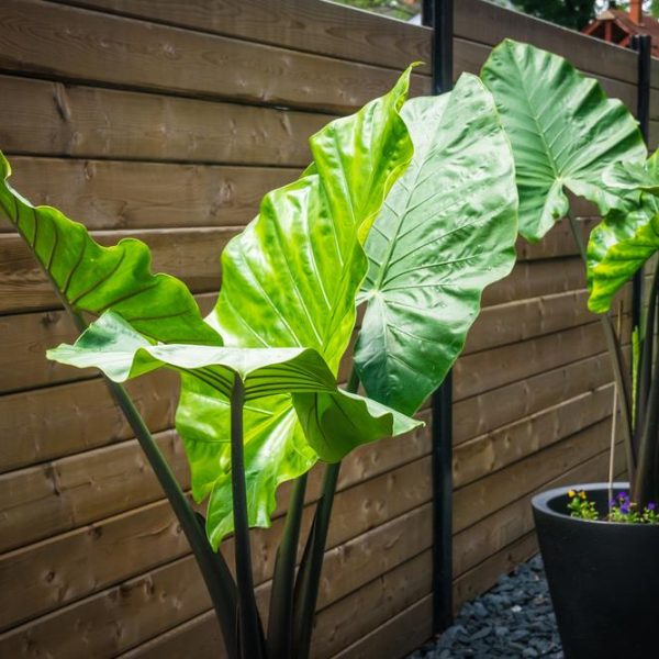 The large, green leaves of the 'Alocasia Dark Star' in a 7" pot boast intricate patterns like dragon scales, elegantly enhancing the space before a wooden fence.