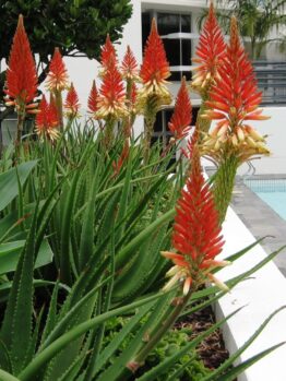 Aloe 'Spots N Dots™' features tall, spiky green leaves and vivid red-orange blooms, thriving in a welcoming outdoor landscape beside a building and swimming pool.