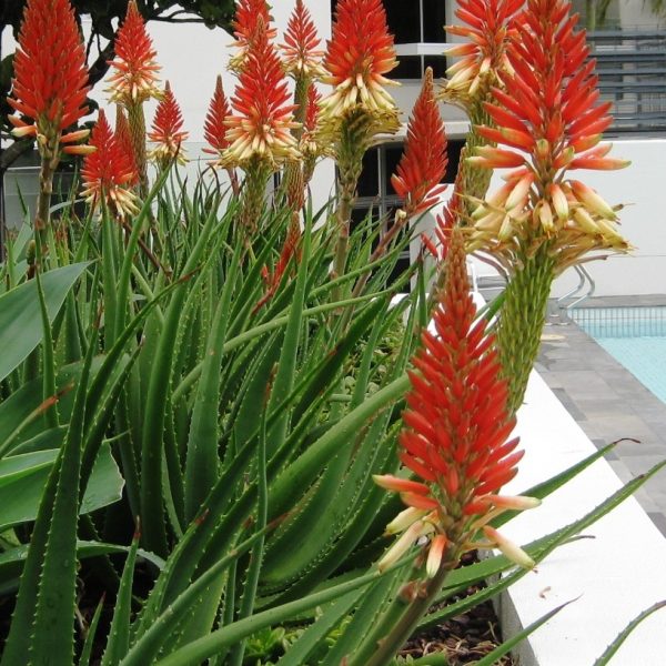 Aloe 'Spots N Dots™' features tall, spiky green leaves and vivid red-orange blooms, thriving in a welcoming outdoor landscape beside a building and swimming pool.