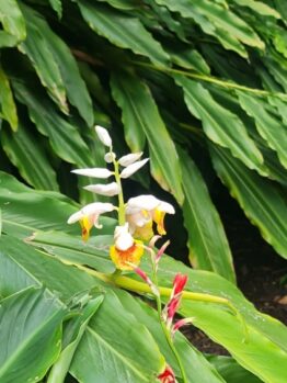 Alpinia 'Green Shell Ginger' displays clusters of white and orange flowers amid dense green foliage.