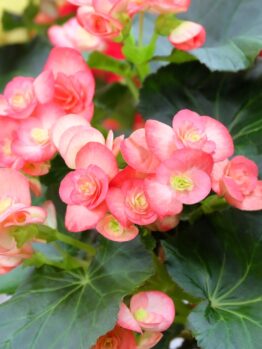 The Begonia Tuberous 'Bright Yellow' thriving densely in a bright setting, features vibrant blooms with lush dark green leaves.
