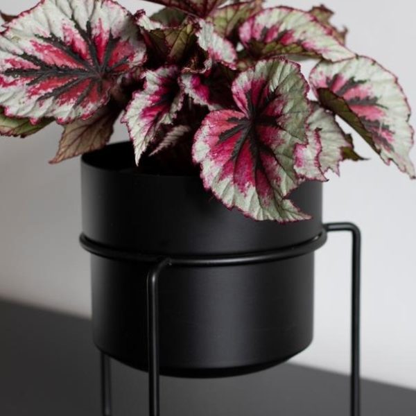 The Begonia rex 'Silver White' features pink and green variegated leaves in a black pot on a wire stand, offering easy care while enhancing any space.
