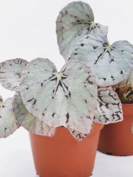Two Begonia rex 'Pink' 6" pot plants feature heart-shaped leaves with a silvery texture and dark green veining, ideal for showcasing their striking beauty.