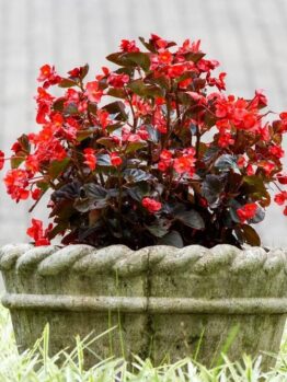 A stone planter holds Begonia Dragon Wing® 'Red Bronze Leaf' with vibrant red flowers and dark leaves, set on grass with a paved backdrop.