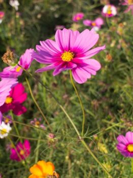 Pink and purple cosmos flowers bloom in a lush garden, surrounded by green foliage and other colorful flowers.