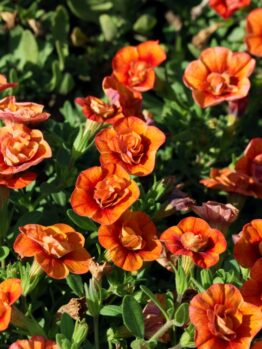 Vibrant orange flowers with layered petals bloom among green leaves in a garden set against the striking hues of Calibrachoa 'Double Red' 6" Pot.
