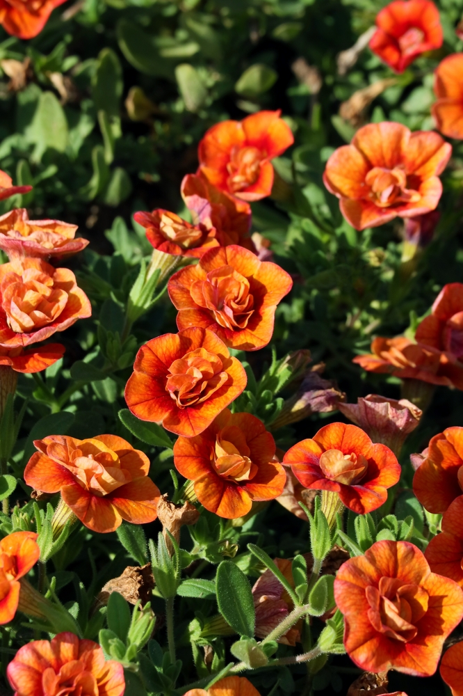 Vibrant orange flowers with layered petals bloom among green leaves in a garden set against the striking hues of Calibrachoa 'Double Red' 6" Pot.