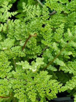 The delicately textured Cheilanthes South American Lace Fern displays its intricate patterns in a lush 4" pot, perfectly capturing nature's artistry.