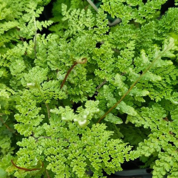 The delicately textured Cheilanthes South American Lace Fern displays its intricate patterns in a lush 4" pot, perfectly capturing nature's artistry.