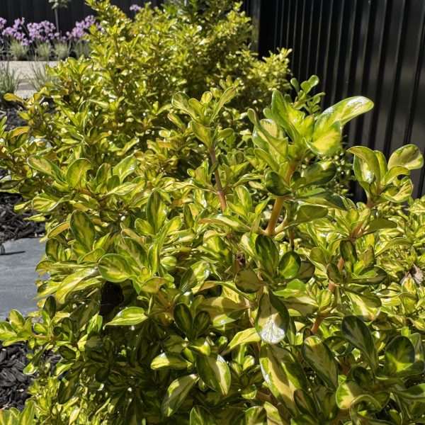 Glossy green-leafed shrubs line a garden bed beside a black fence, with purple flowers visible in the background.