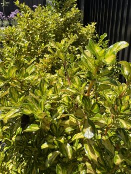 Glossy green-leafed shrubs line a garden bed beside a black fence, with purple flowers visible in the background.