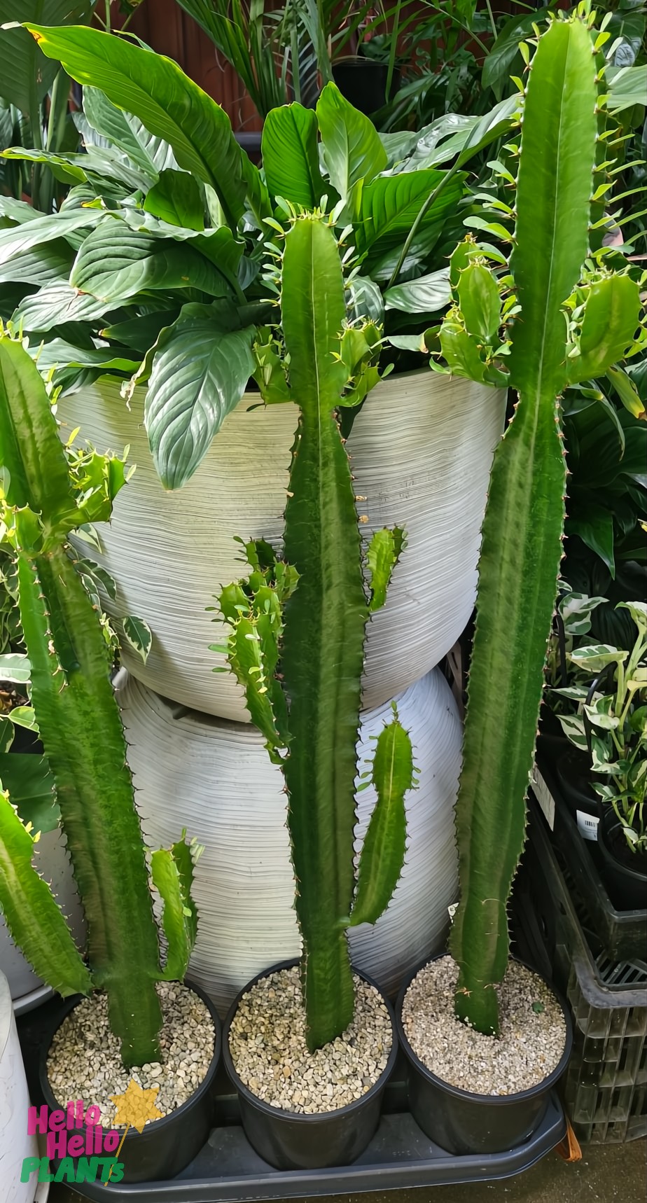 Three Euphorbia eritrea 'Cowboy Cactus' plants in individual 7" pots stand proudly before larger plants with broad leaves.