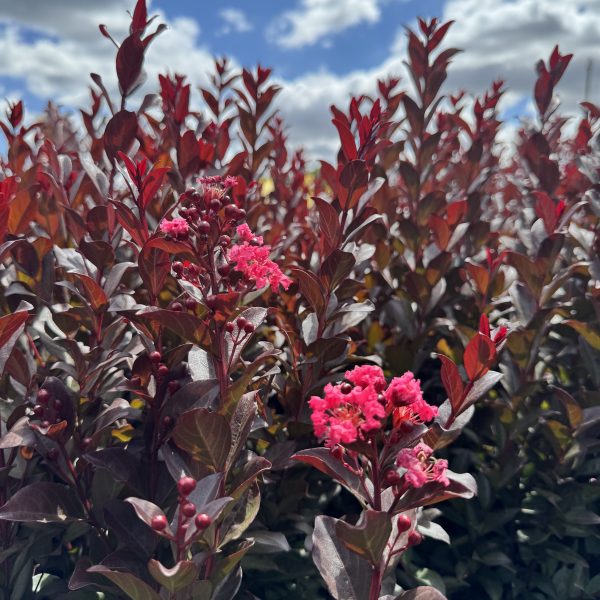Under a partly cloudy sky, Lagerstroemia 'Pinky Pink™' Crepe Myrtle in a 6" pot beams with red leaves and bright pink flowers.