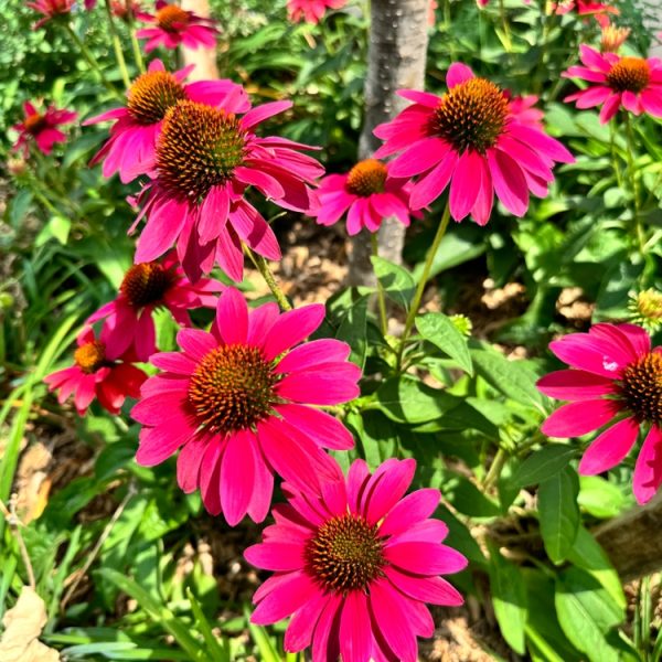 Echinacea Sunseekers® 'Mineola' in a 6" pot, featuring vibrant coral blooms and green foliage, thrives in a sunlit garden.