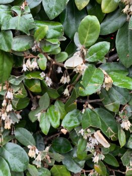 The Elaeagnus 'Silverberry' in a 13" pot is lush with green foliage and dotted with small, white bell-shaped flowers.
